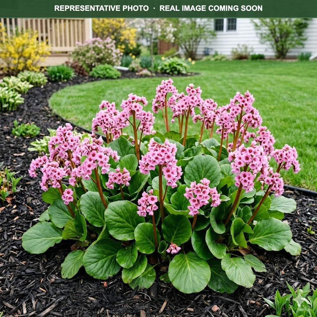 Sakura Bergenia (Bergenia) — Bloomington, MN