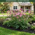 Satin Doll Rose Anemone (Anemone) — Shoreview, MN