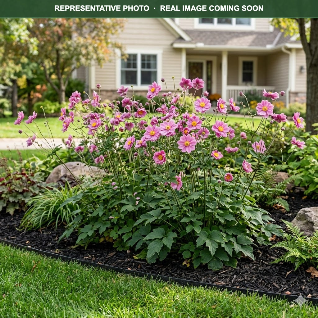 Satin Doll Rose Anemone (Anemone) — Shoreview, MN