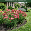 Saucy Seduction Yarrow (Achillea) — Burnsville, MN
