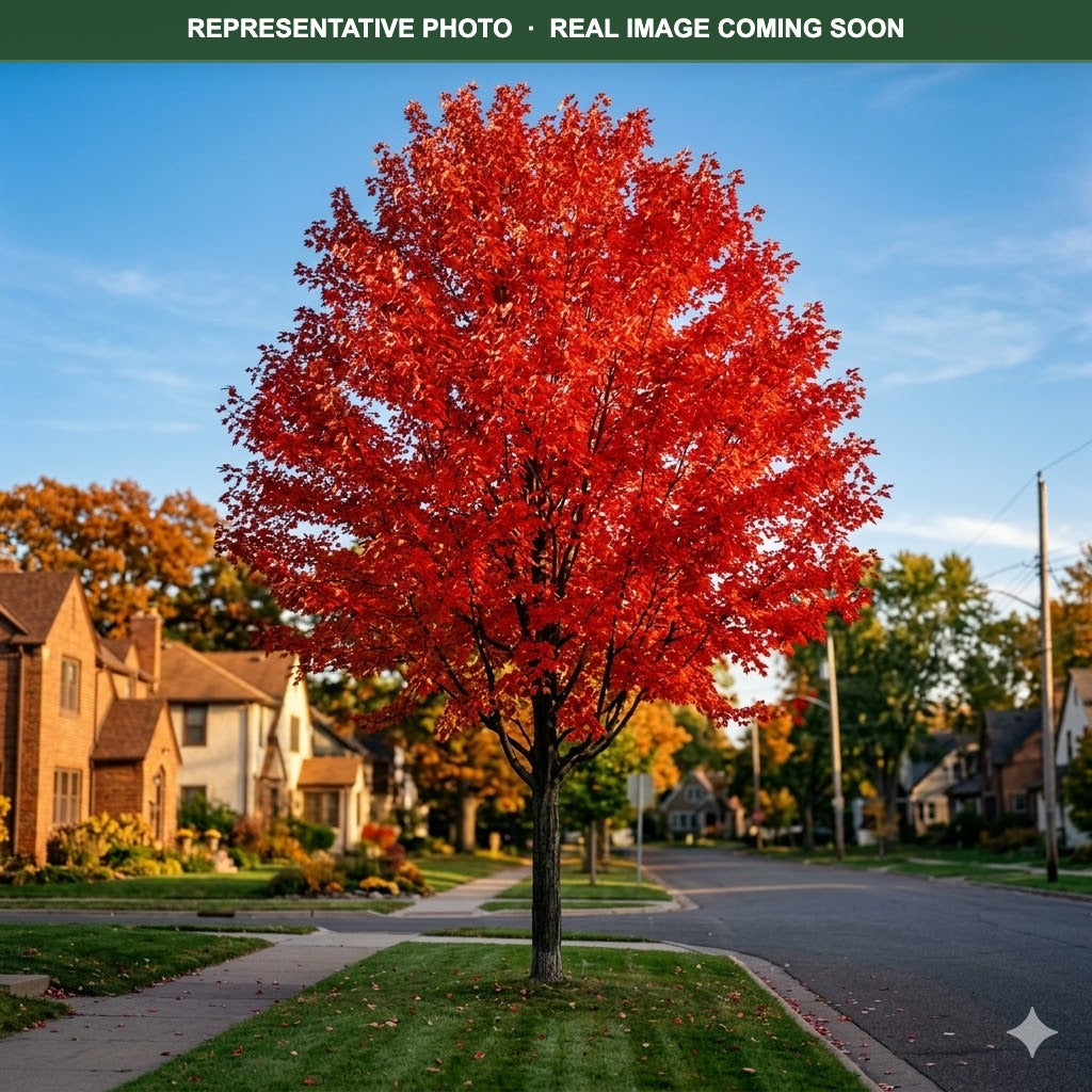 Scarlet Jewell Red Maple (Acer rubrum) — St. Paul, MN