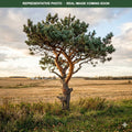 Scotch Pine (Pinus sylvestris) — Edina, MN