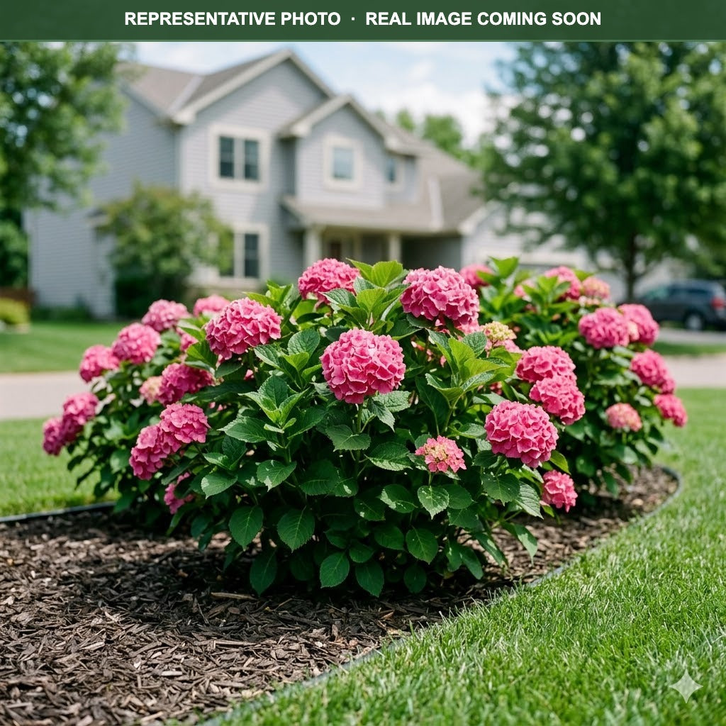 Seaside Serenade Newport Hydrangea (Hydrangea macrophylla) — Shoreview, MN