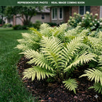 Sensitive Fern (Onoclea sensibilis) in landscape setting — Lakeville, MN