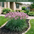 Serendipity Allium (Allium) — Maplewood, MN