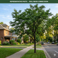 Shademaster Honeylocust (Gleditsia triacanthos) — Woodbury, MN