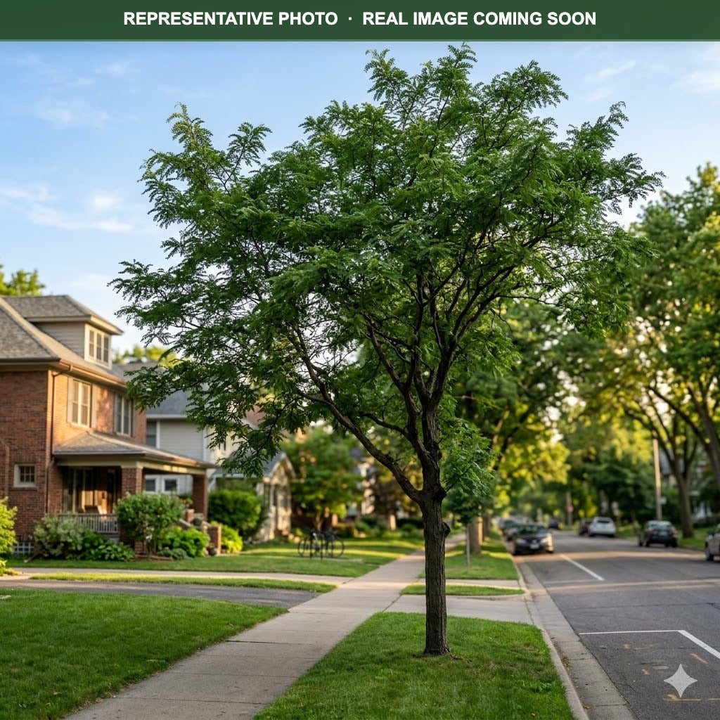 Shademaster Honeylocust (Gleditsia triacanthos) — Woodbury, MN