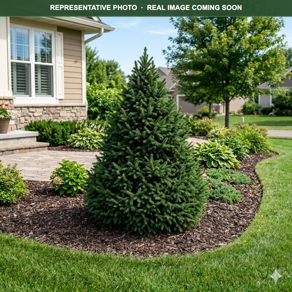 Sherwood Compact Norway Spruce (Picea abies) — Burnsville, MN