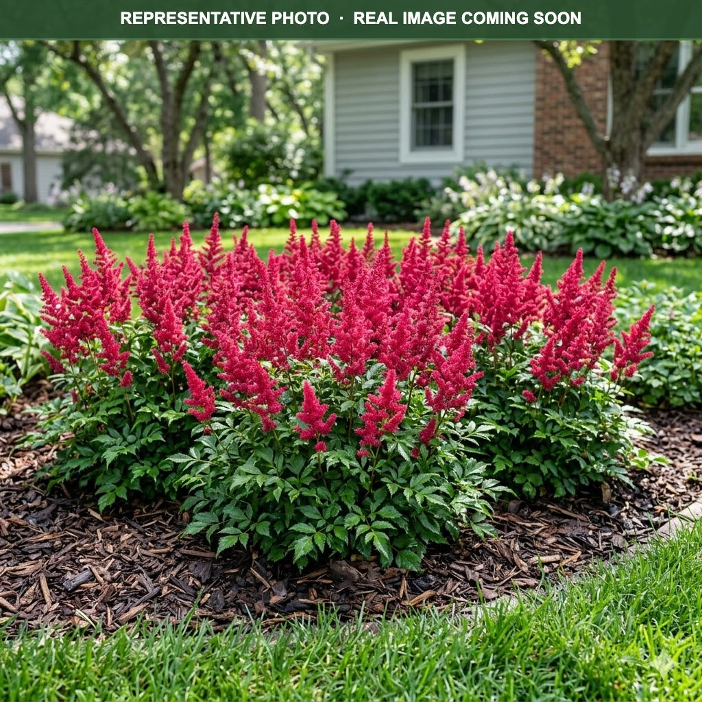 Short 'n Sweet Fireberry Astilbe (Astilbe) — Wayzata, MN