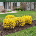 Show Off Sugar Baby Forsythia (Forsythia) — Maplewood, MN