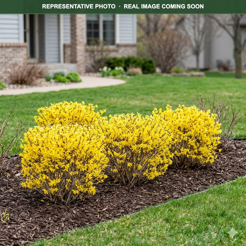 Show Off Sugar Baby Forsythia (Forsythia) — Maplewood, MN