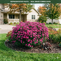 Showmakers Magenta Aster (Symphyotrichum) — Chanhassen, MN