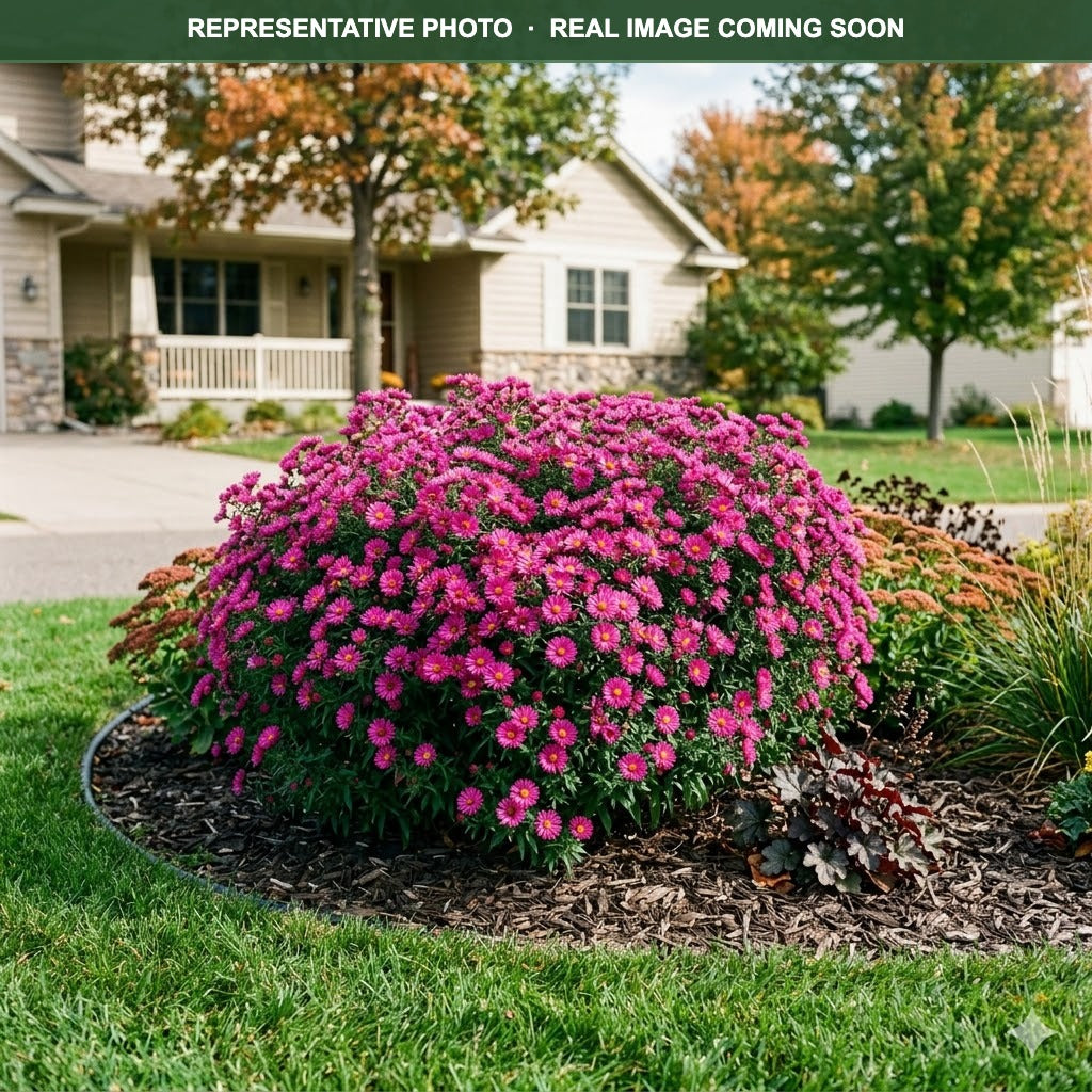 Showmakers Magenta Aster (Symphyotrichum) — Chanhassen, MN