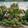 Showy Mountain Ash (Sorbus decora) — Eden Prairie, MN