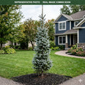 Silberblue Serbian Spruce (Picea omorika) — Plymouth, MN