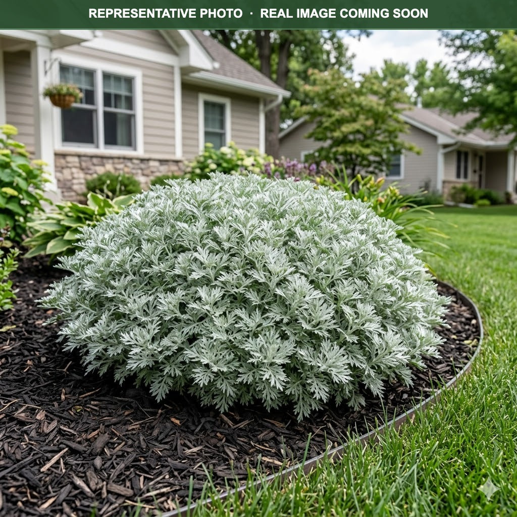 Silver Mound Artemisia (Artemisia schmidtiana) — Minneapolis, MN