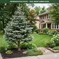Silver Show Korean Fir (Abies koreana) — Wayzata, MN