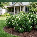 Sixteen Candles Summersweet (Clethra alnifolia) — Chanhassen, MN