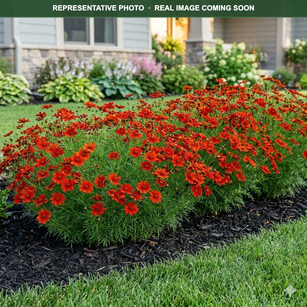 Sizzle & Spice Hot Paprika Coreopsis (Coreopsis) — St. Paul, MN
