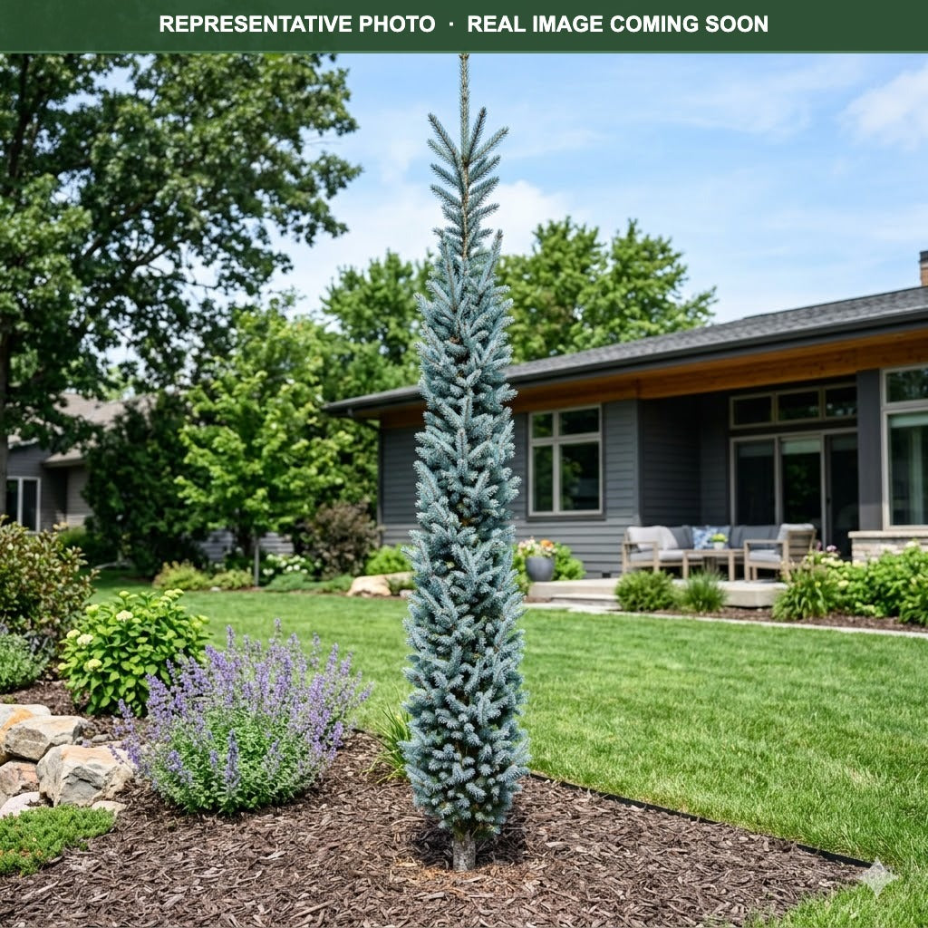 Skinny Blue Genes Spruce (Picea pungens) — Maple Grove, MN