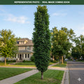 Skinny Latte Kentucky Coffeetree (Gymnocladus dioicus) — Bloomington, MN