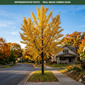 Skyline Honeylocust (Gleditsia triacanthos) — Burnsville, MN