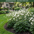 Snowdrops Anemone (Anemone sylvestris) — Edina, MN