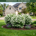 Snowdwarf Mockorange (Philadelphus) — Minneapolis, MN