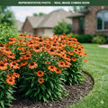 Sombrero Adobe Orange Coneflower (Echinacea) — Eden Prairie, MN