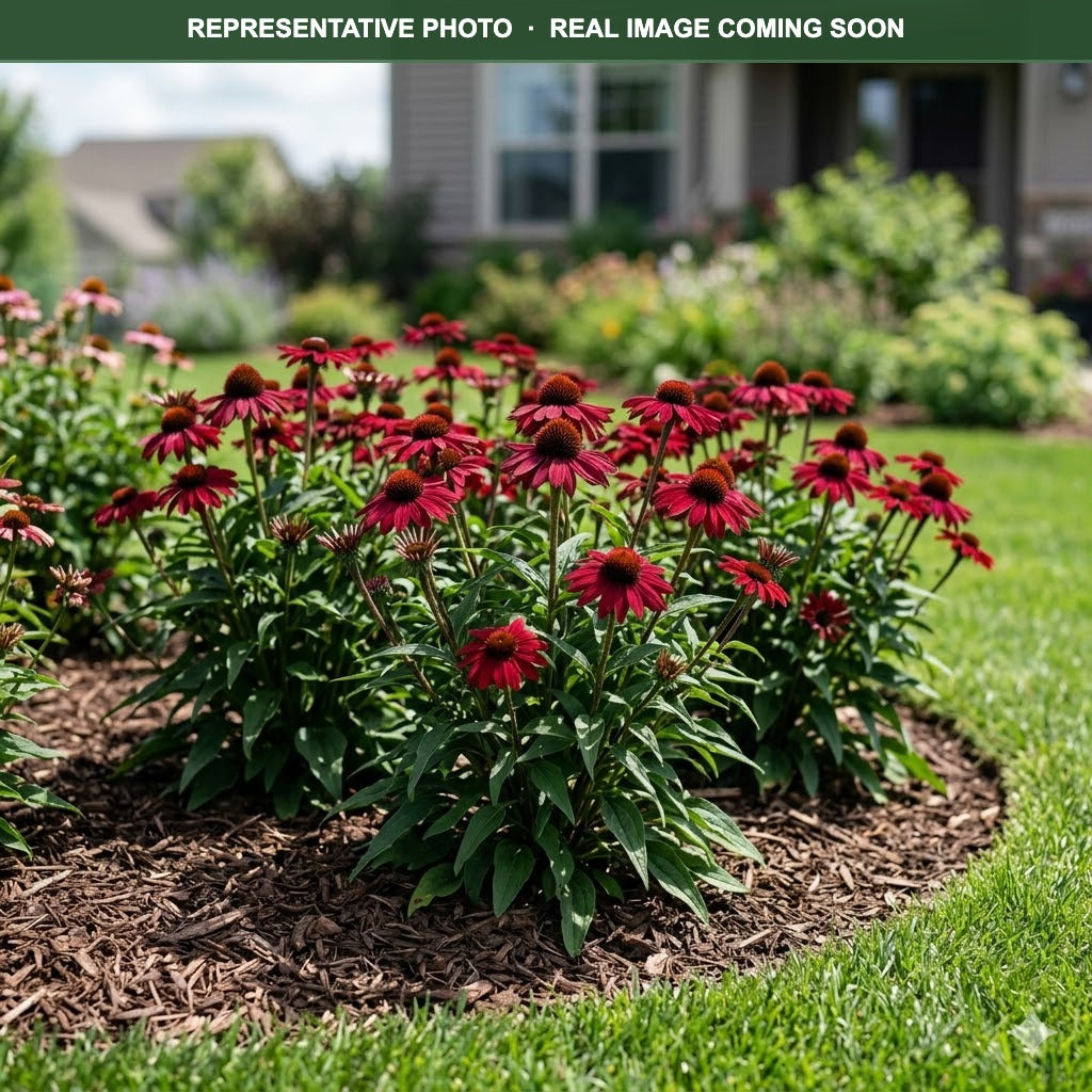 Sombrero Baja Burgundy Coneflower (Echinacea) — Plymouth, MN