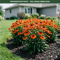 Sombrero Fiesta Orange Coneflower (Echinacea) — Maple Grove, MN