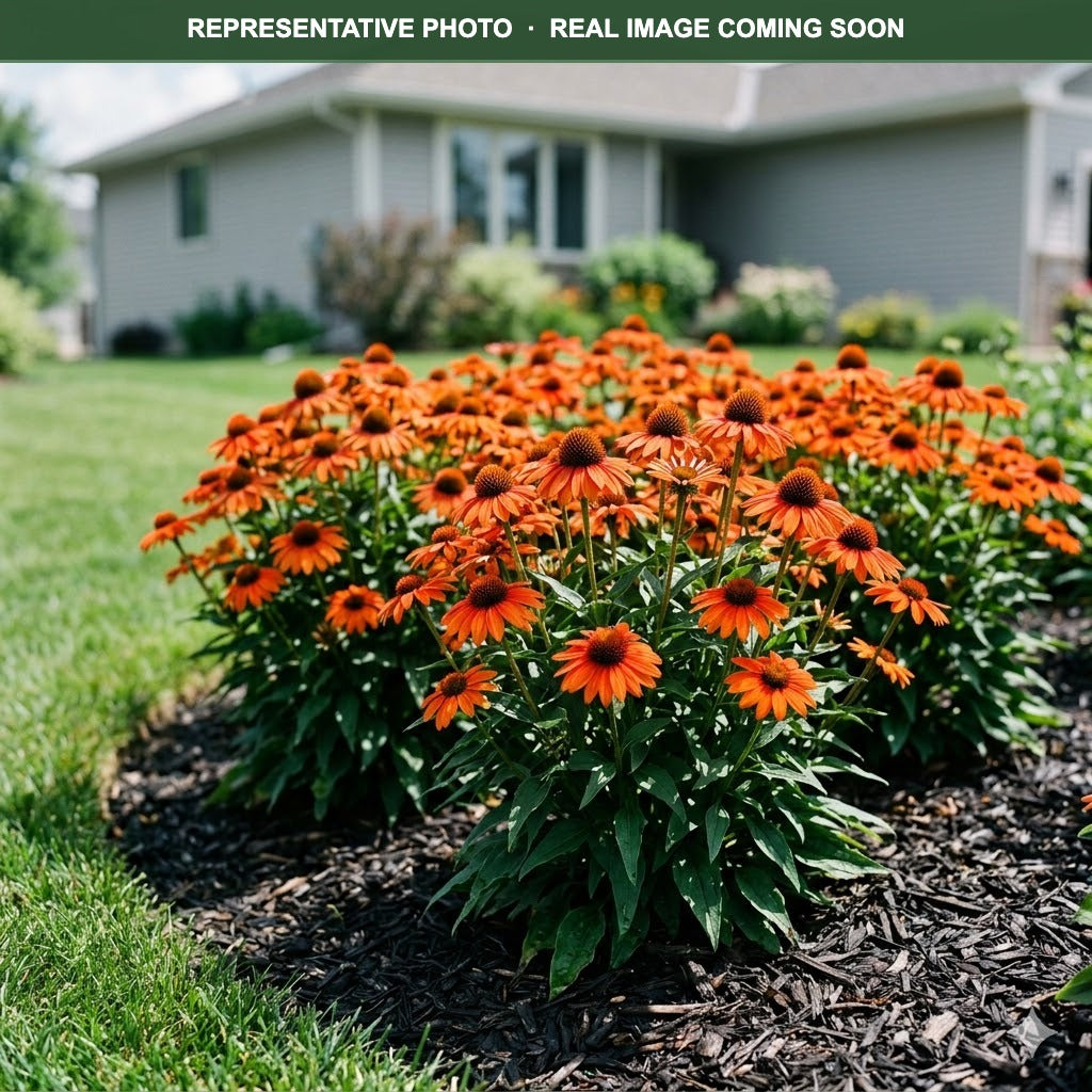 Sombrero Fiesta Orange Coneflower (Echinacea) — Maple Grove, MN