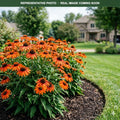Sombrero Flamenco Orange Coneflower (Echinacea) — Bloomington, MN
