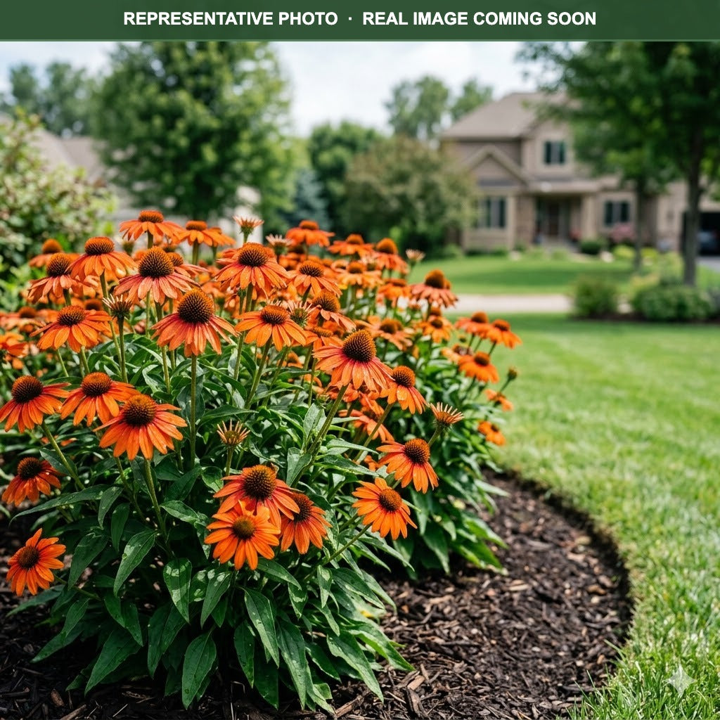 Sombrero Flamenco Orange Coneflower (Echinacea) — Bloomington, MN