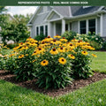 Sombrero Granada Gold Coneflower (Echinacea) — Shoreview, MN