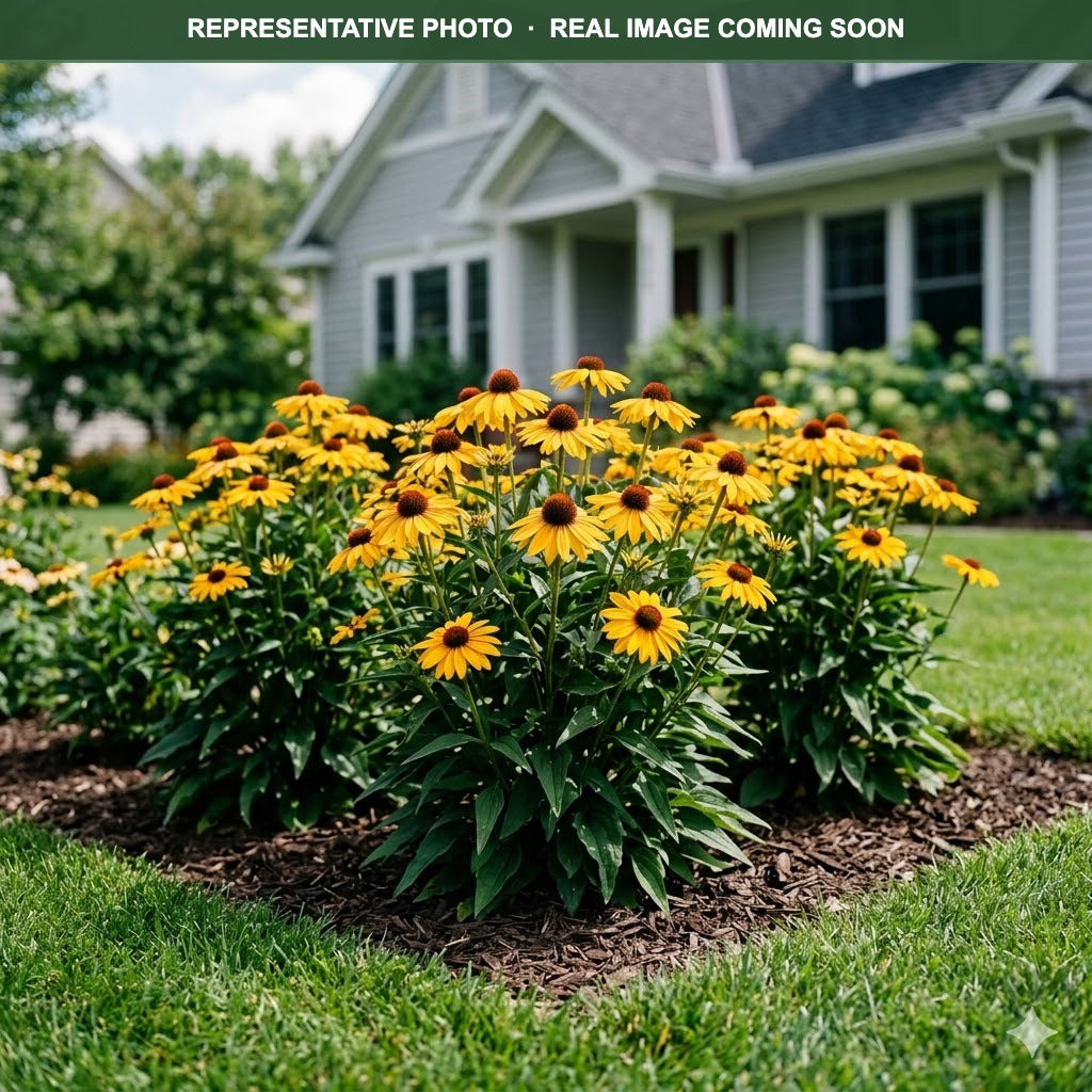 Sombrero Granada Gold Coneflower (Echinacea) — Shoreview, MN