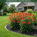 Sombrero Hot Coral Coneflower (Echinacea) — Burnsville, MN