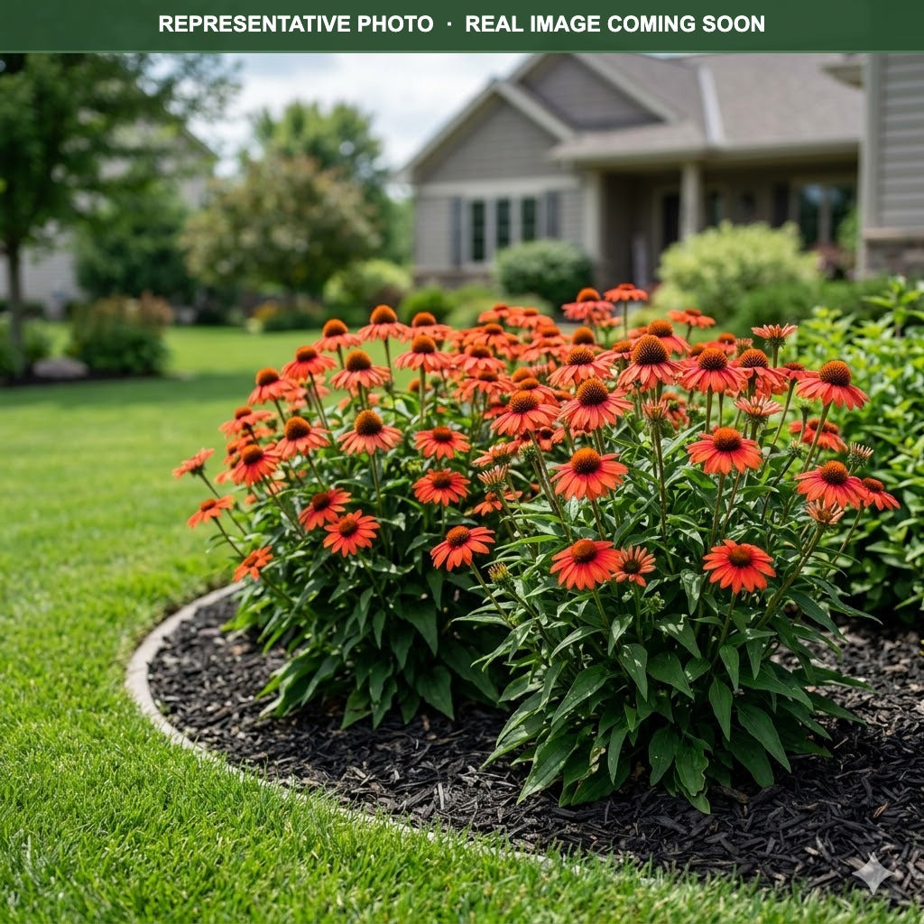 Sombrero Hot Coral Coneflower (Echinacea) — Burnsville, MN