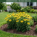 Sombrero Lemon Yellow Coneflower (Echinacea) — Lakeville, MN