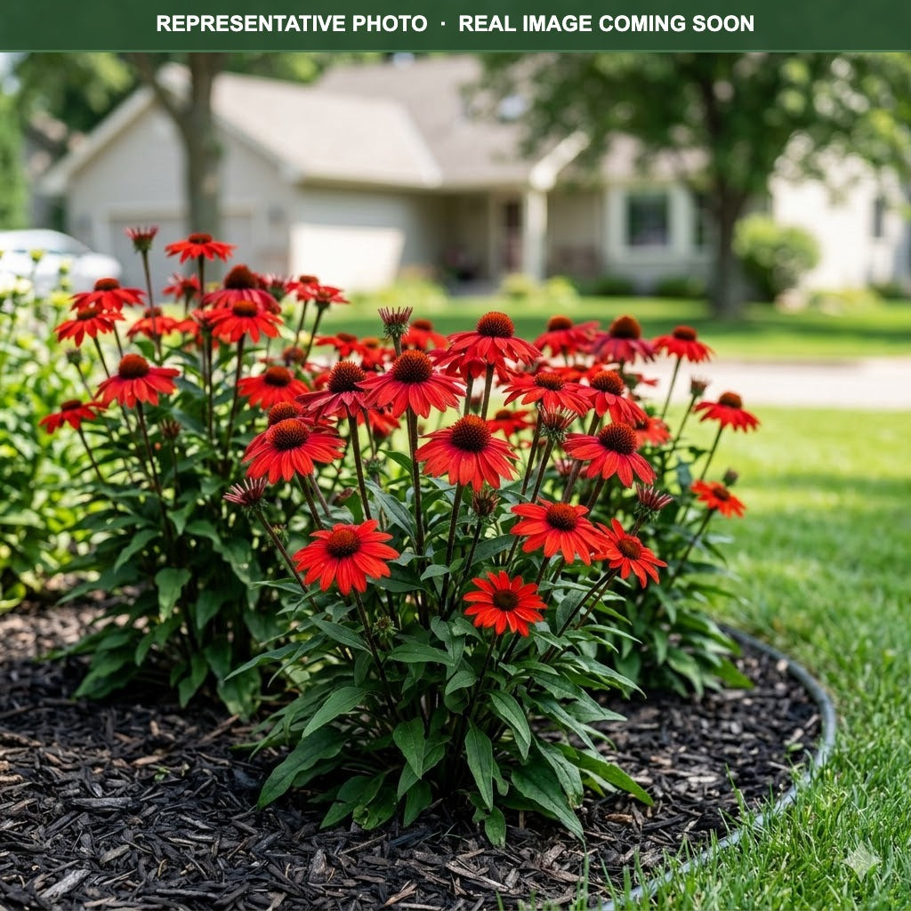 Sombrero Salsa Red Coneflower (Echinacea) — Maplewood, MN