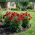 Sombrero Sangrita Coneflower (Echinacea) — Wayzata, MN
