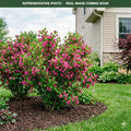 Sonic Bloom Pink Weigela (Weigela florida) — St. Paul, MN