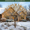 Sparkling Sprite Crabapple (Malus) — Maplewood, MN