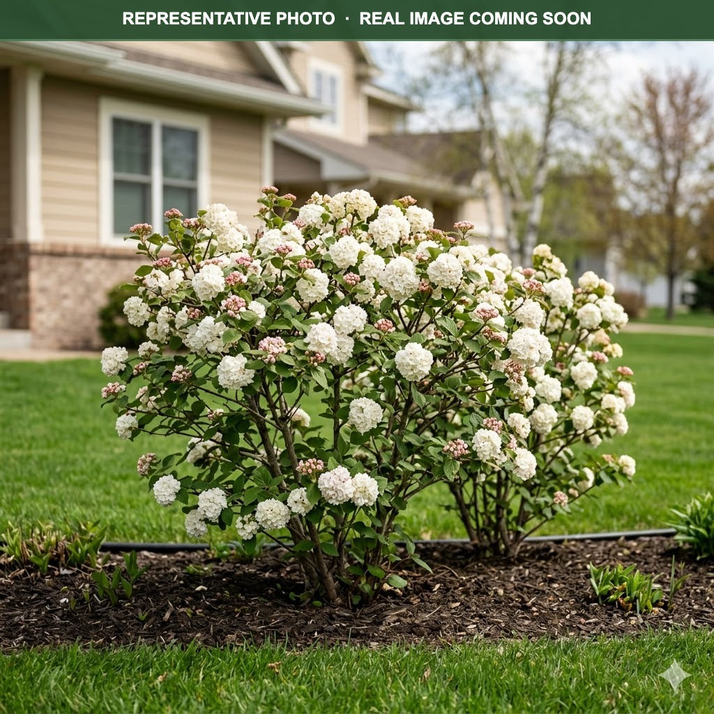 Spice Baby Viburnum (Viburnum carlesii) — Edina, MN