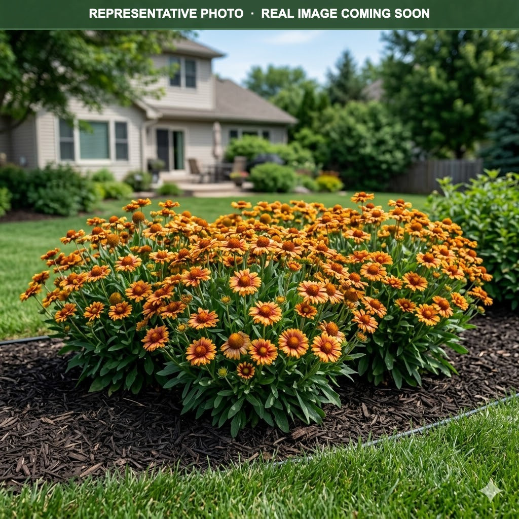 Buy Spintop Copper Sun Blanket Flower MN | Gaillardia | Three