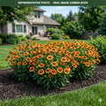 Spintop Copper Sun Blanket Flower (Gaillardia) — Chanhassen, MN