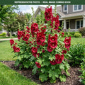 Spring Celebrities Crimson Hollyhock (Alcea rosea) — Edina, MN
