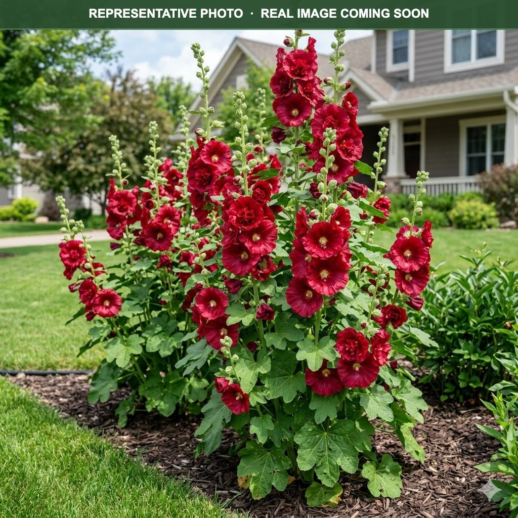 Spring Celebrities Crimson Hollyhock (Alcea rosea) — Edina, MN