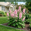 Spring Celebrities Pink Hollyhock (Alcea rosea) — Woodbury, MN
