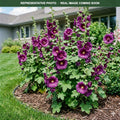 Spring Celebrities Purple Hollyhock (Alcea rosea) — Eden Prairie, MN